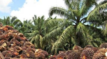 Productores de palma aceitera aumentarían envíos a Colombia ante panorama incierto en mercado local