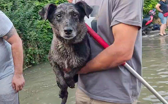Des bénévoles sauvent un chien des inondations causées par la destruction du plus grand barrage d'Ukraine. © CF A. Kukurina