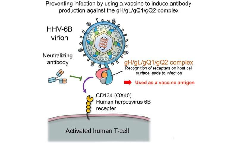 Vaccine developed for human herpesvirus 6B