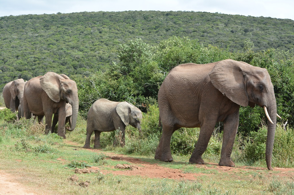 elephants-south-africa