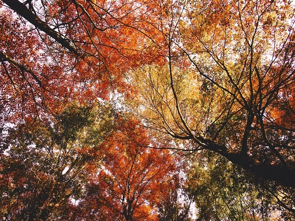 Looking upward through the trees, colored red, burgundy, yellow and orange, at Proud Lake State Recreation Area
