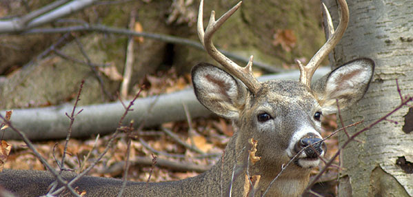 Online deer harvest now available | Vermont Business Magazine