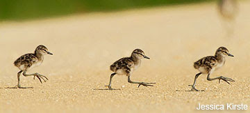 Can you ID these shorebird chicks?