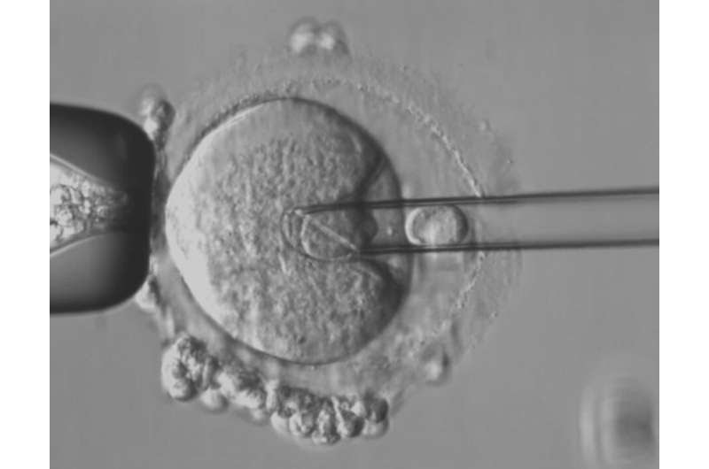 'Maeve's law' would let IVF parents access technology to prevent mitochondrial disease—ere's what the Senate is debating