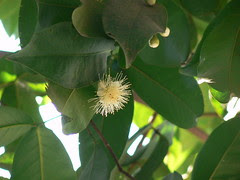 Syzygium ¿ aqueum / samarangense ?