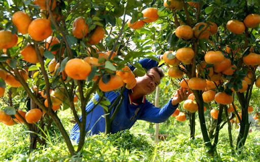 Chỉ cần thêm chút gia vị này vào nước cam, cơ thể đang ốm, mệt liền khỏe lại - Ảnh 1. Chỉ cần thêm chút gia vị này vào nước cam, cơ thể đang ốm, mệt liền khỏe lại - Ảnh 1.