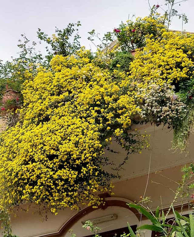 Hoa cúc dài 2 mét, hàng vạn bông rực vàng phủ kín 4 tầng nhà - Ảnh 4.