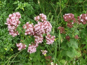 Oreganum vulgare - wild marjoram. Oreganum vulgare - wild marjoram.