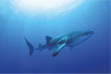 Whale Shark Image courtesy of Cabo Adventures