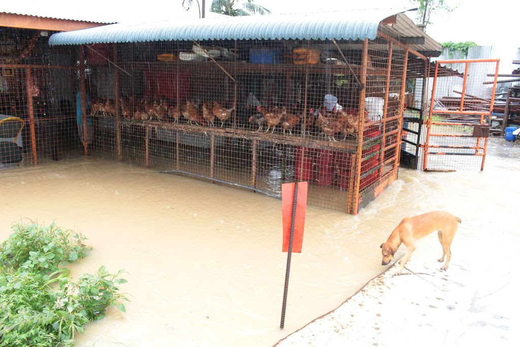 Chickens at Shiva’s Poultry Depot are placed on the top shelf as heavy rains caused the business place to be flooded out at SS Erin Road, Debe, yesterday.