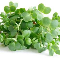 water-cress