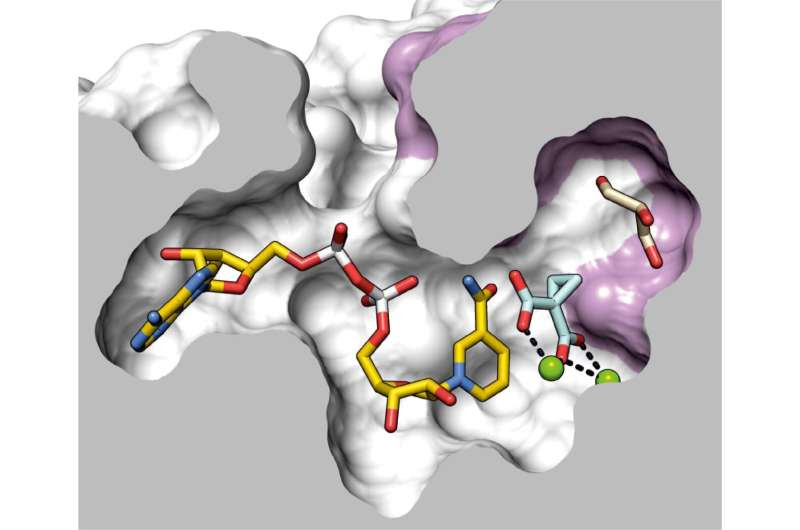 A new target identified to combat a dangerous Melioidosis infection