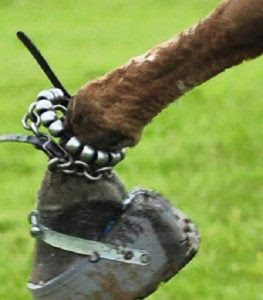 A horse's foot wearing chains and stacked shoes is still legal and is integral to the illegal practice of soring, says Marty Irby, executive director of Animal Wellness Action. Photo credit: Bradley Dick