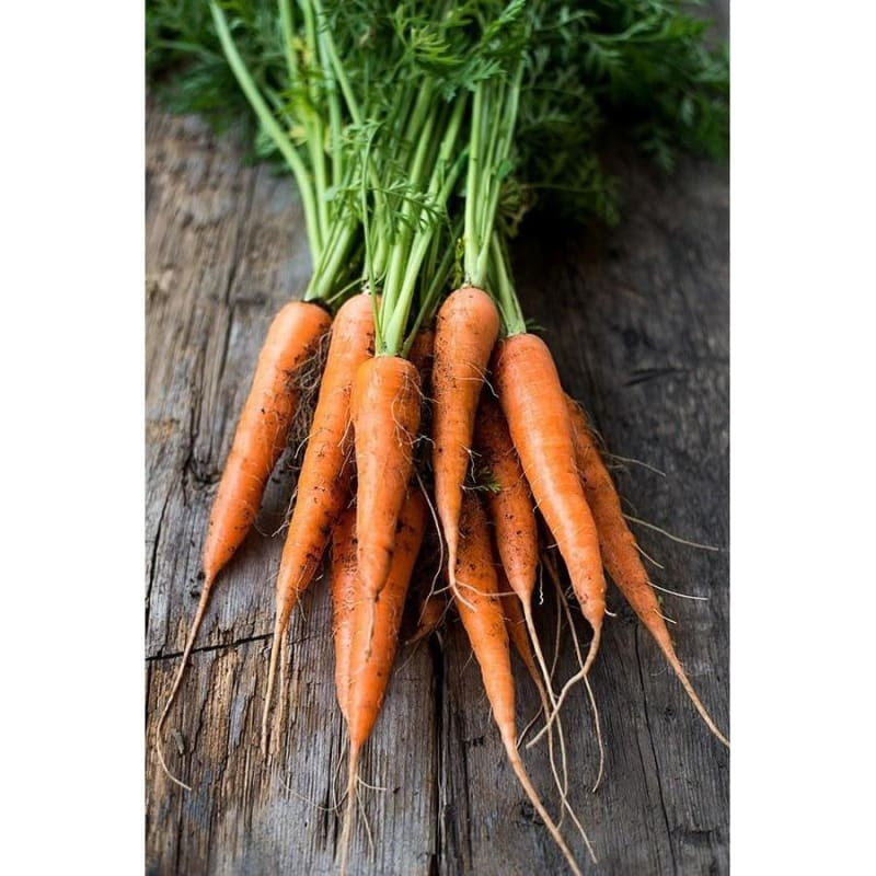 Image of Minicore Carrot (55 Days)
