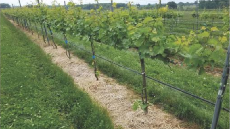 Vineyard Mulching: Benefits Beyond Winter Protection