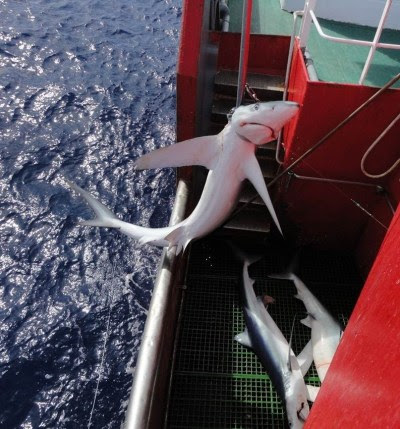 Un tiburón azul cae en las redes. Foto CIBIO-MBA