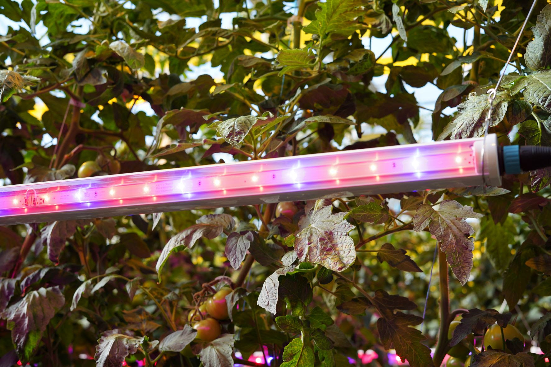 LED light bar positioned against a backdrop of tomato plants