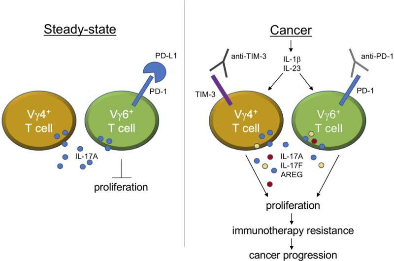 Supercharging immunotherapy to stop breast cancer from spreading to the lung