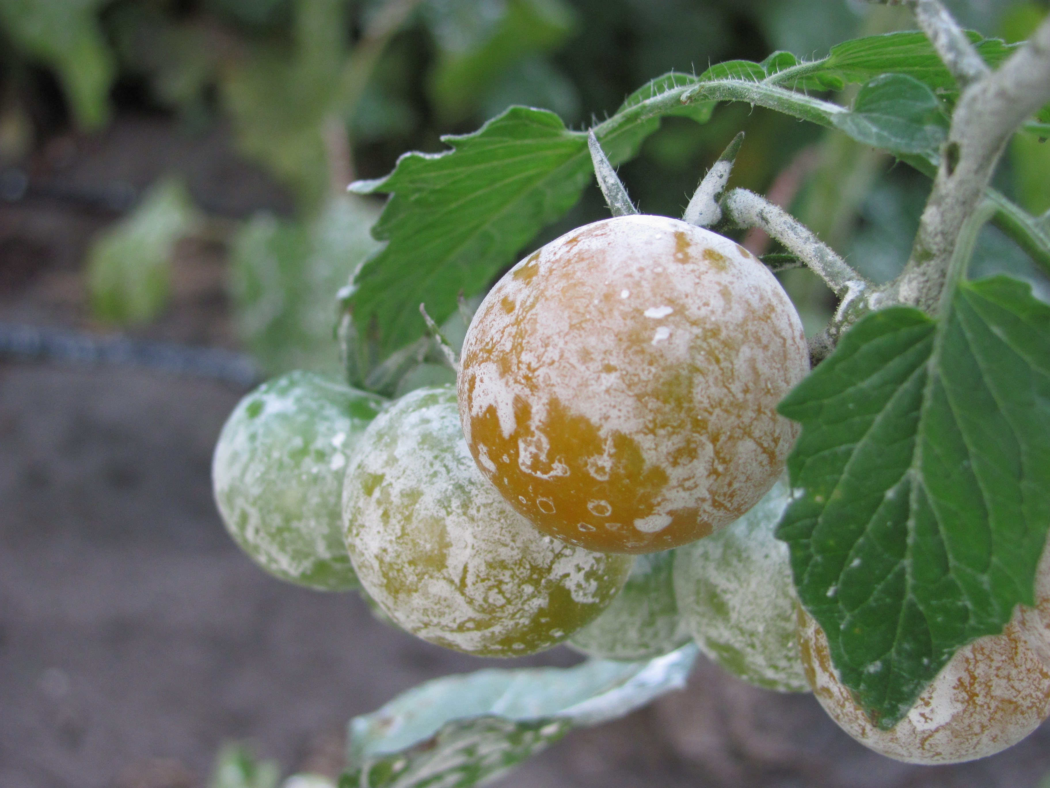 Mica-KAOLIN CLAY SPRAYS FOR FRUIT TREES