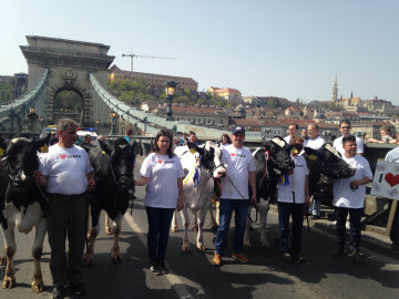 50 tehenet hajtanak Lázár János elé az átvágott tejtermelők
