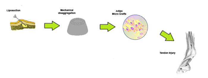 Graphical Abstract