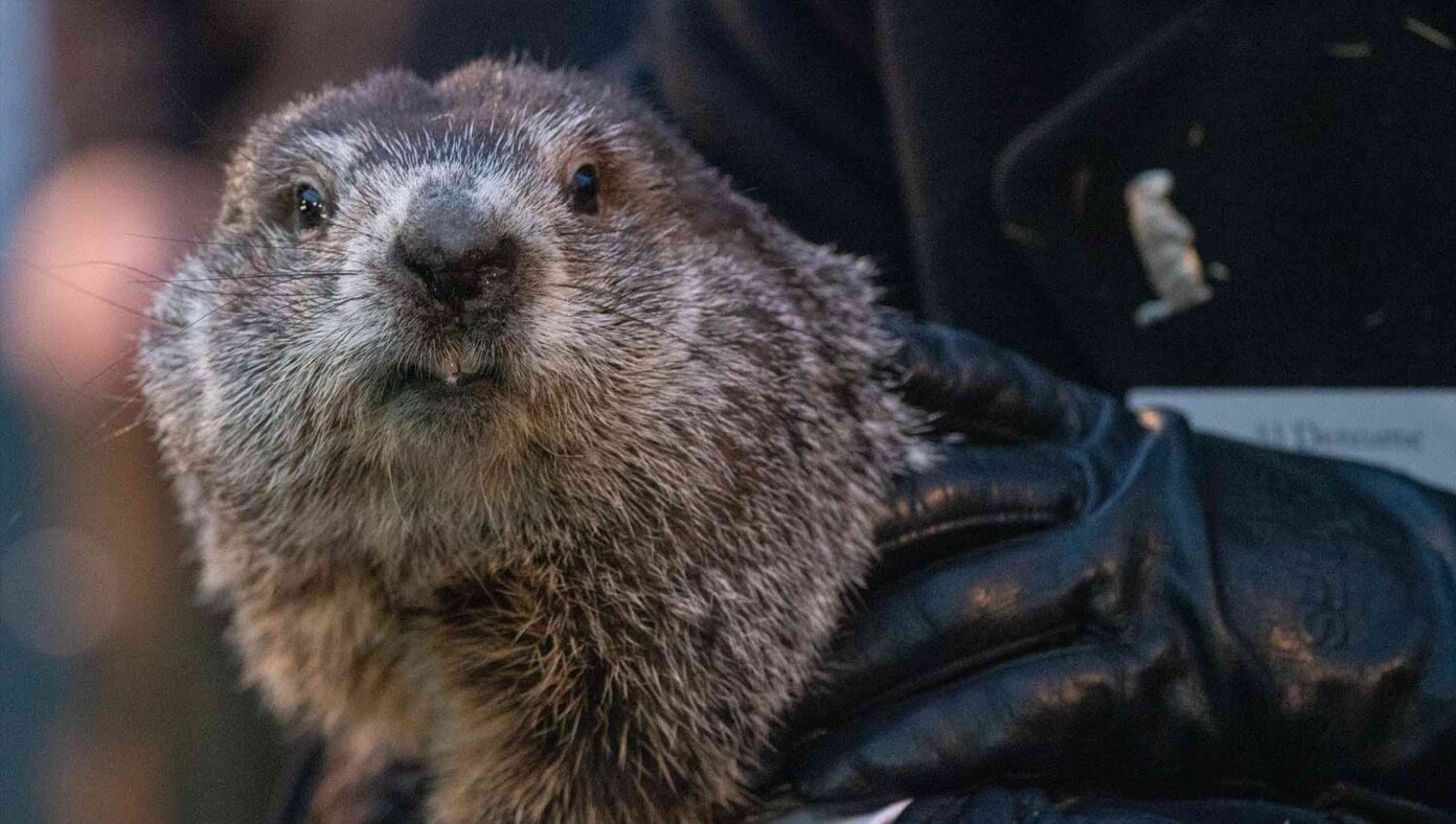 Punxsutawney Phil Emerges From Burrow To Let Everyone Know There Are Some Documents Marked ‘Classified’ Down There