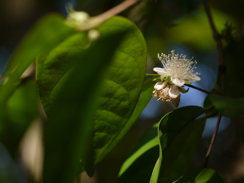 Eugenia roxburghii DC.