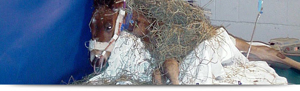 Hindlimb Lameness Diagnostics & Therapy