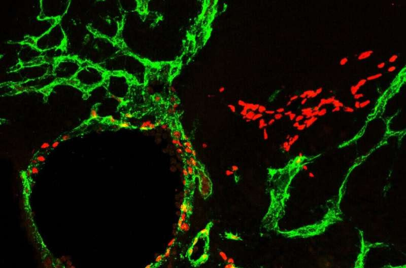 Mitochondria play key role in lymphatic development