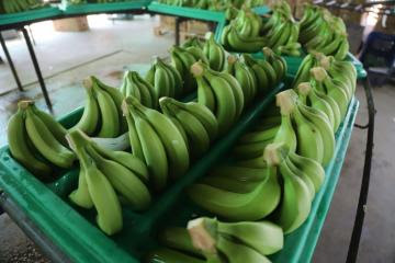 Mincetur reimpulsará exportación de banano orgánico