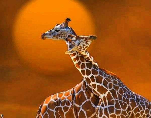 Giraffes-necking-together