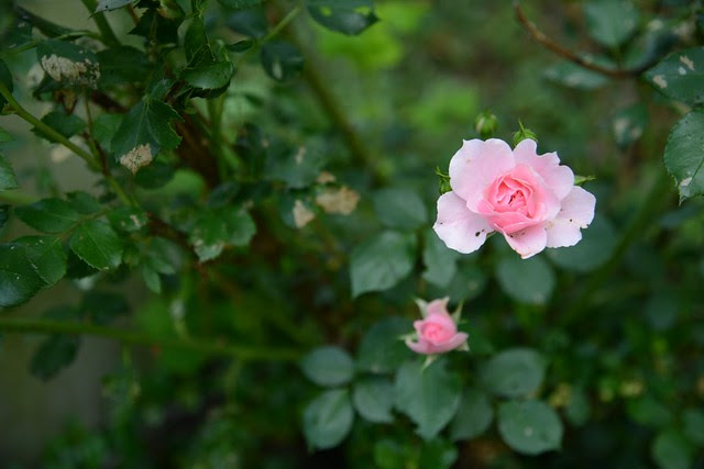 DSC_1165