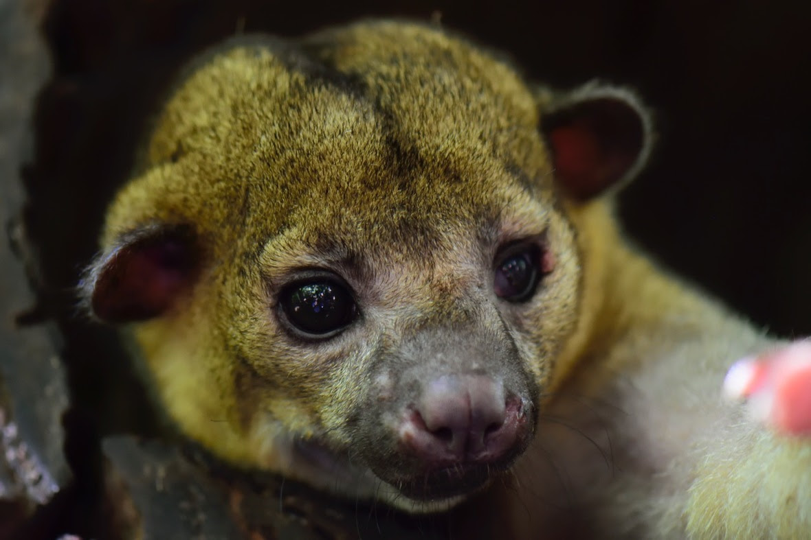 Reina the kinkajou