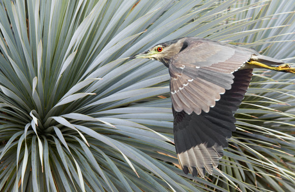 one column image sample