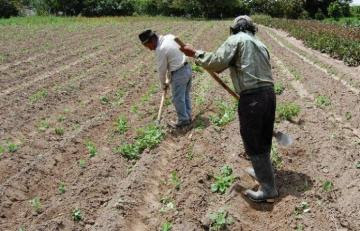 Producción de alimentos en Piura se ha reducido hasta en un 85%