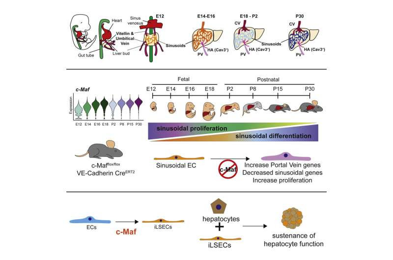 Specialized liver blood vessel identity factor required for regeneration