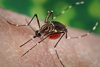 Female Ae aegypti mosquito (CDC)
