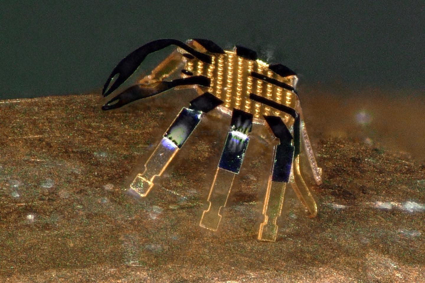 At just half a millimeter wide, these crabs can move at a rate of half their body length per second