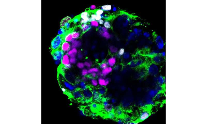 Study suggests embryos could be susceptible to coronavirus