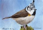 Crested Tit ACEO - Posted on Thursday, April 2, 2015 by Janet Graham