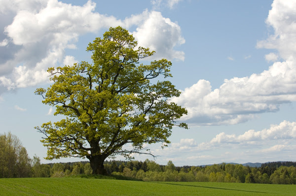 White Oak Tree
