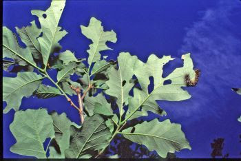 gypsy moth defoliation