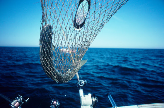An image of a trout caught in a net out on open water. 