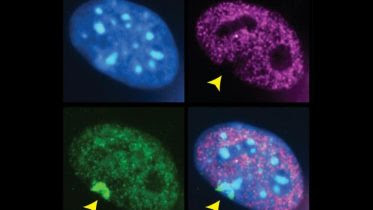 Stem Cell Researchers Reactivate Back Up Genes in the Lab