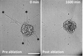 New insight to the brain's response to injury