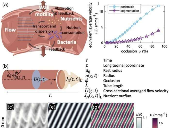 Flow velocity in the gut regulates nutrient absorption and bacterial growth