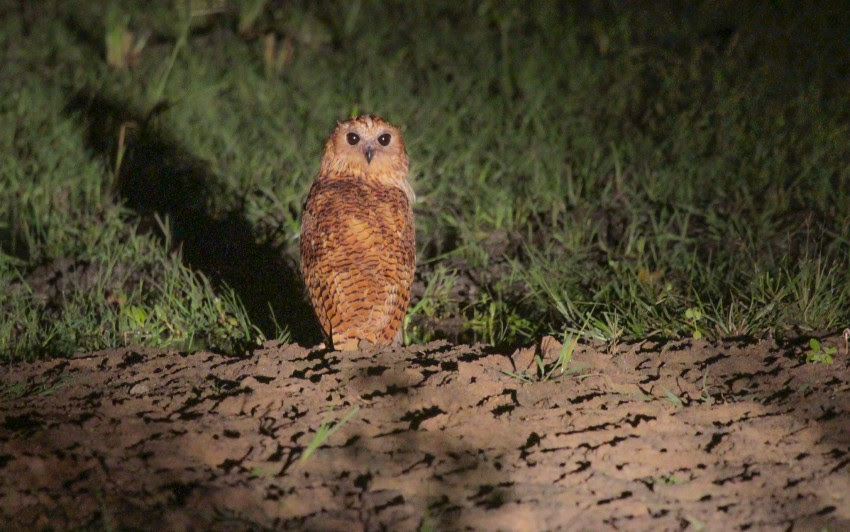 Credit foto: BirdingBreaks