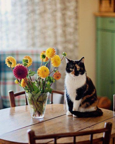 Cat-Flowers-on-Table