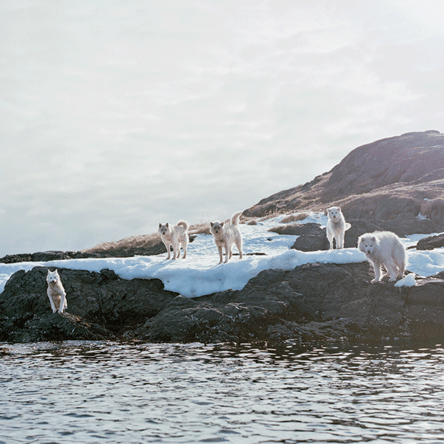 Sled dogs on a small island off the west coast of Greenland, near the village of Aasiaat © Kari Medig