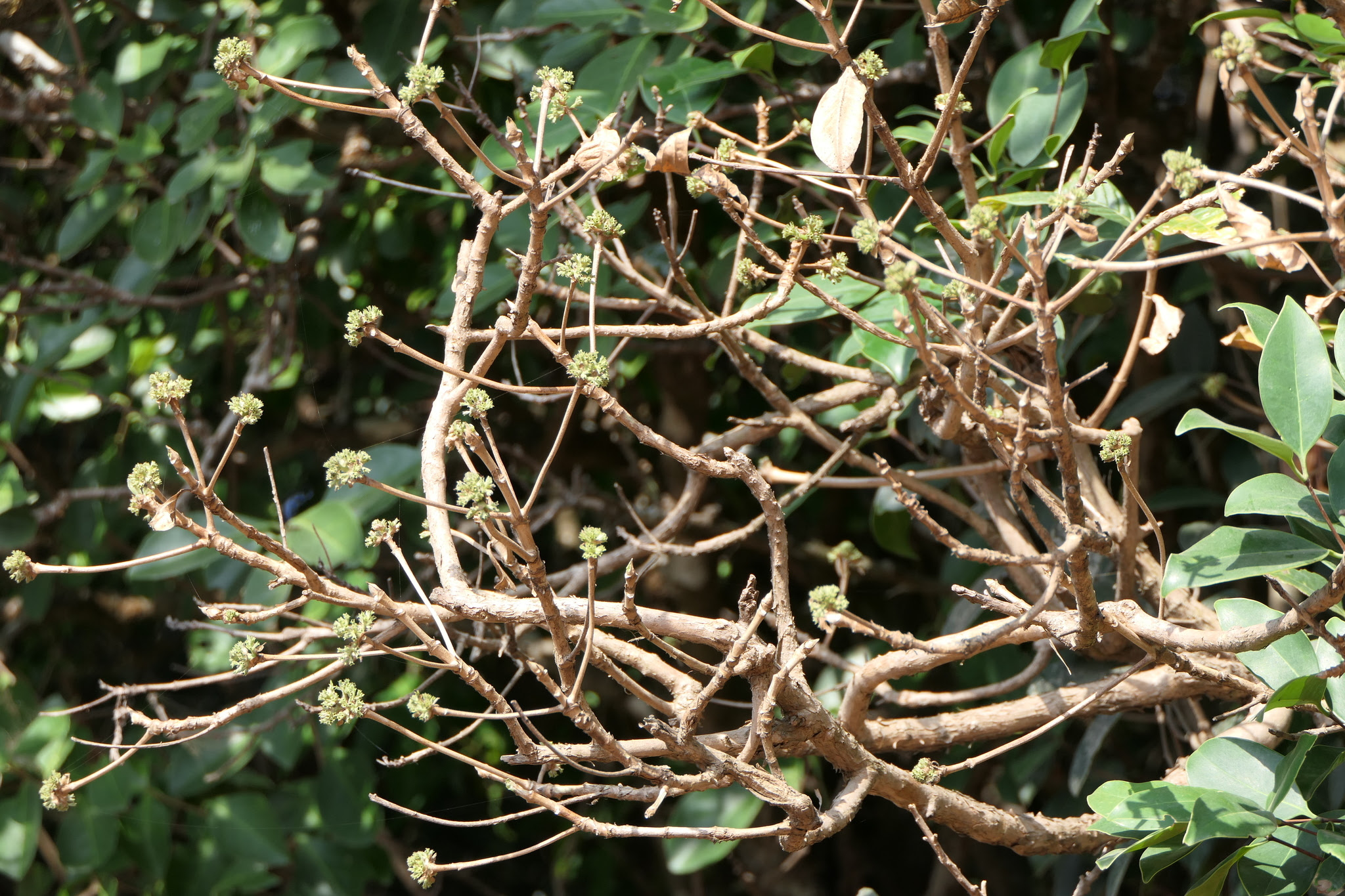 Pavetta crassicaulis Bremek.